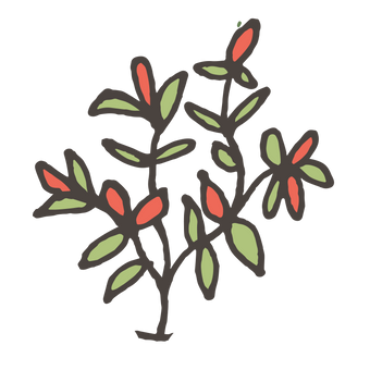 Chilli Plants