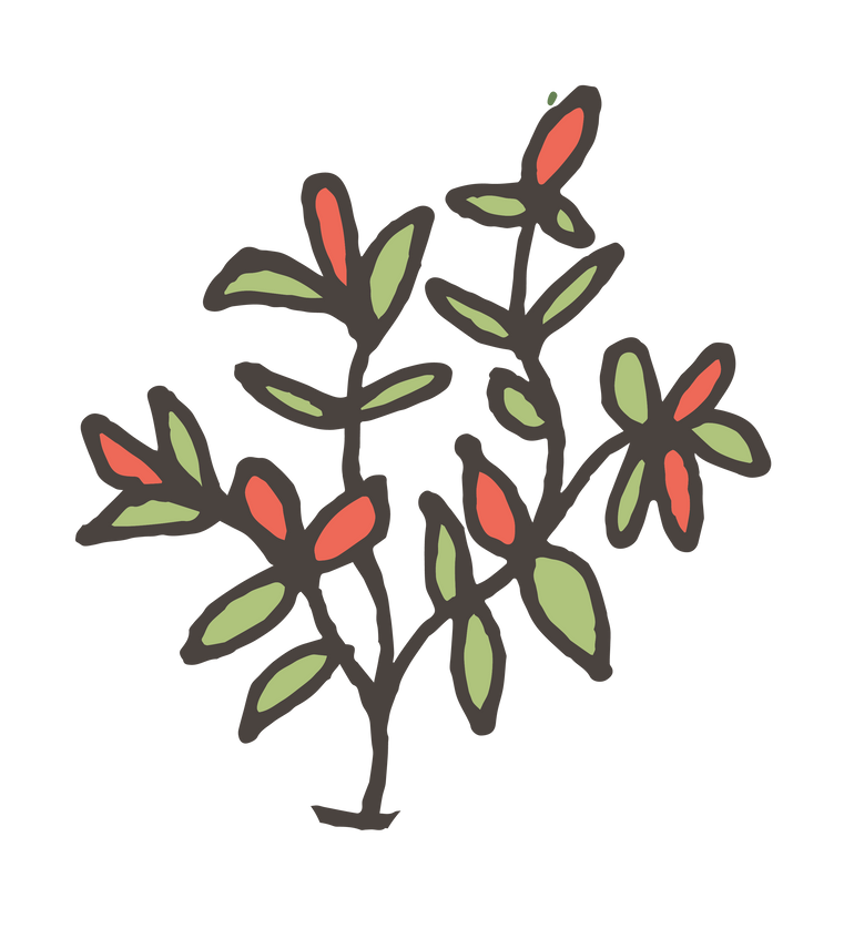Chilli Plants