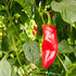 Piment d'Esplette 1 Litre Pot Plant (Pre-Order)