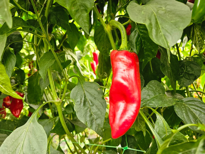Piment d'Esplette 1 Litre Pot Plant (Pre-Order)