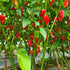 Trinidad Scorpion Chilli Seeds