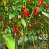 Trinidad Scorpion 1 Litre Pot Plant (Pre-Order)