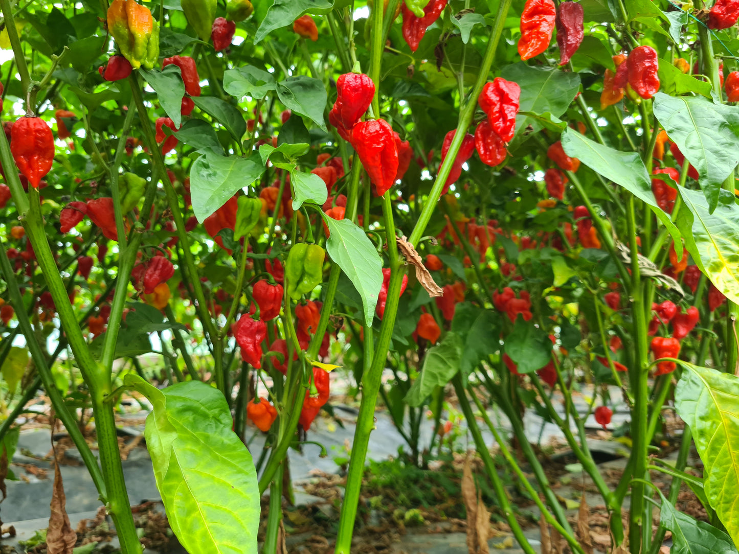 Trinidad Scorpion 1 Litre Pot Plant - Pre-Order Now!