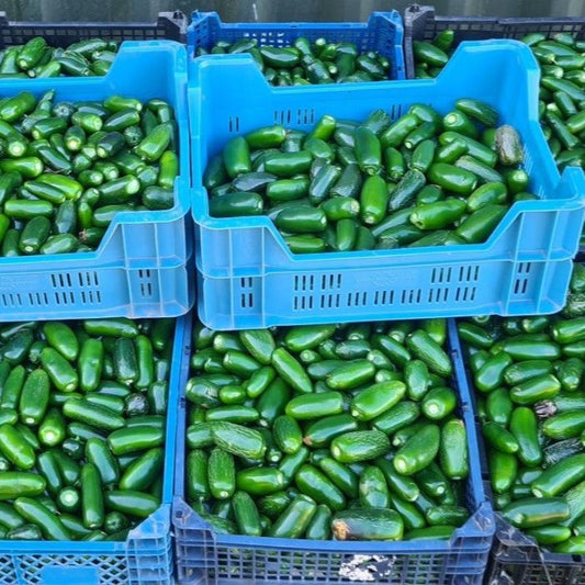 Fresh Jalapeno (1kg)