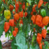 Dried Orange Habanero Chillies (Home Grown)