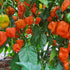 Fresh Orange Habanero Chillies (5 fruits)