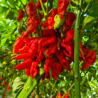Set of 3 Trinidad Scorpion Seedlings - Buy Now!