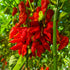 Set of 3 Trinidad Scorpion Seedlings - Buy Now!