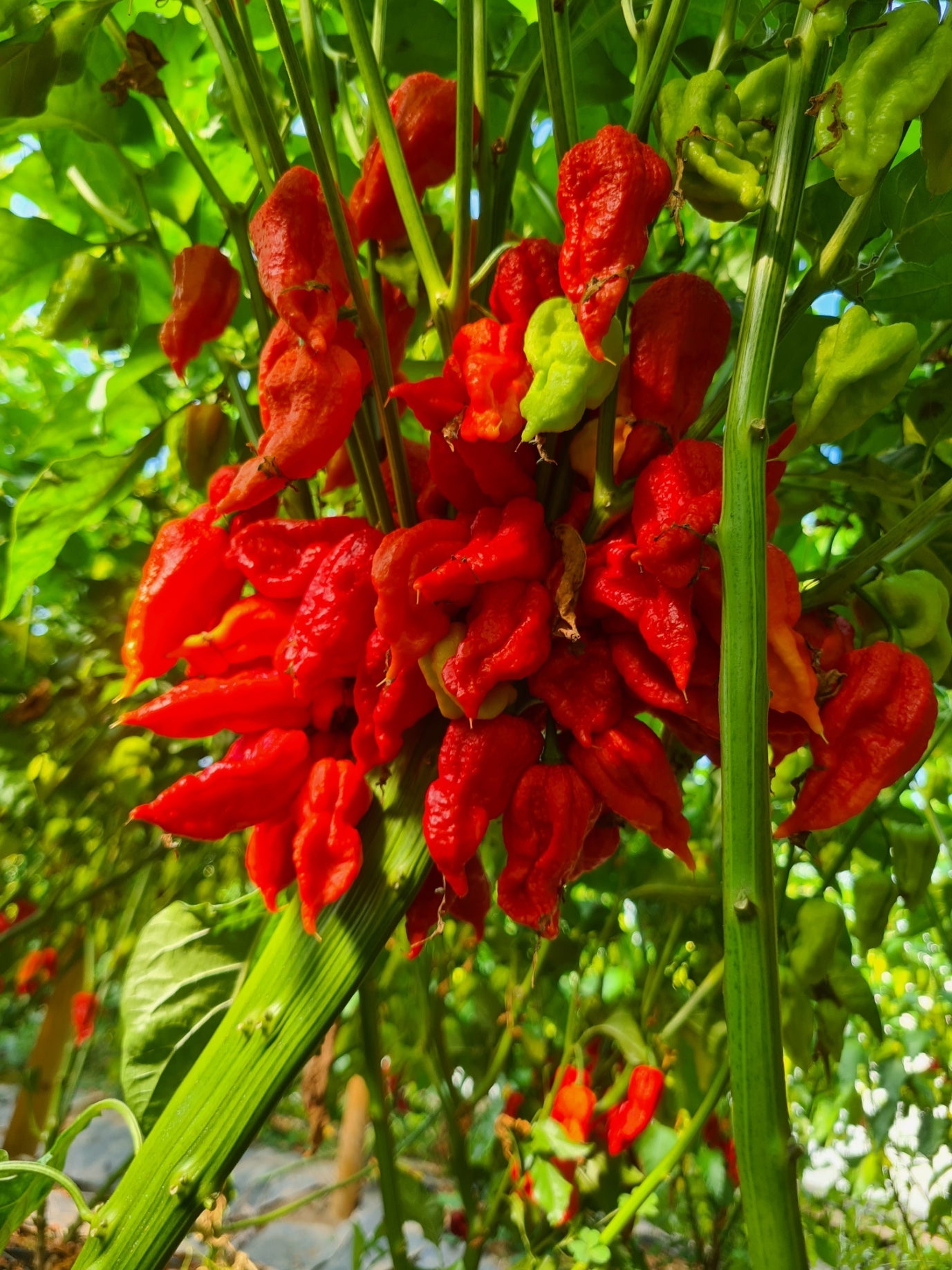 Set of 3 Trinidad Scorpion Seedlings - PRE ORDER FOR 2025