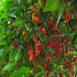 Fresh Bhut Jolokia Chillies (5 fruits)