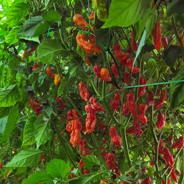 Fresh Bhut Jolokia Chillies (5 fruits)