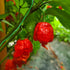 Carolina Reaper 1 Litre Pot Plant - Pre-Order Now!