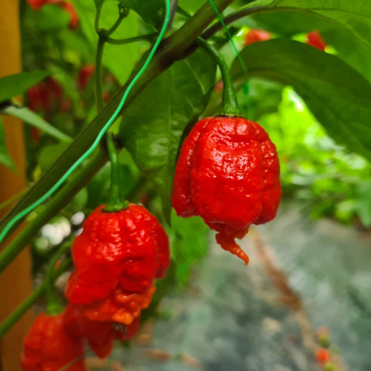 Set of 3 Carolina Reaper Seedlings - PRE ORDER FOR 2025