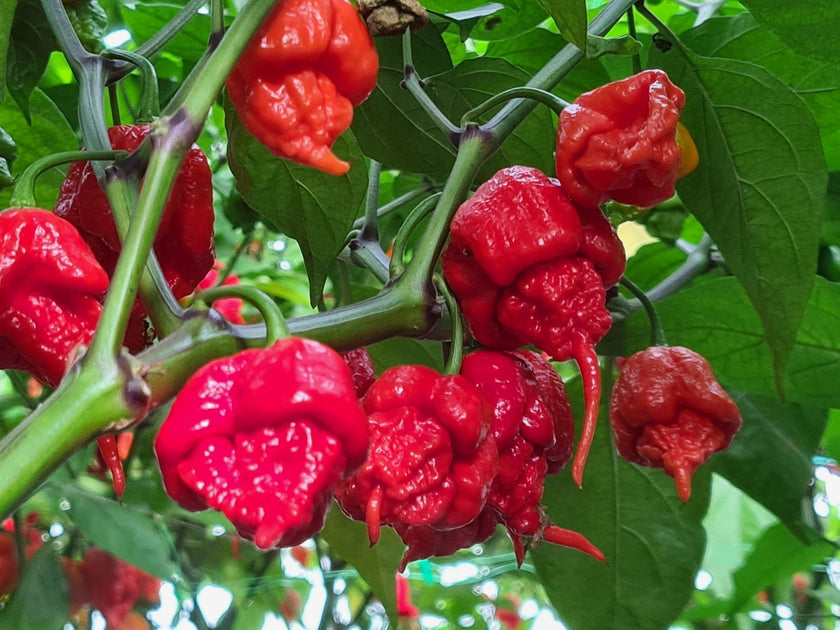 carolina reaper plant pot size Carolina Reaper 1 Litre Pot Plant – South Devon Chilli Farm