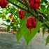 Carolina Reaper Chilli Seeds