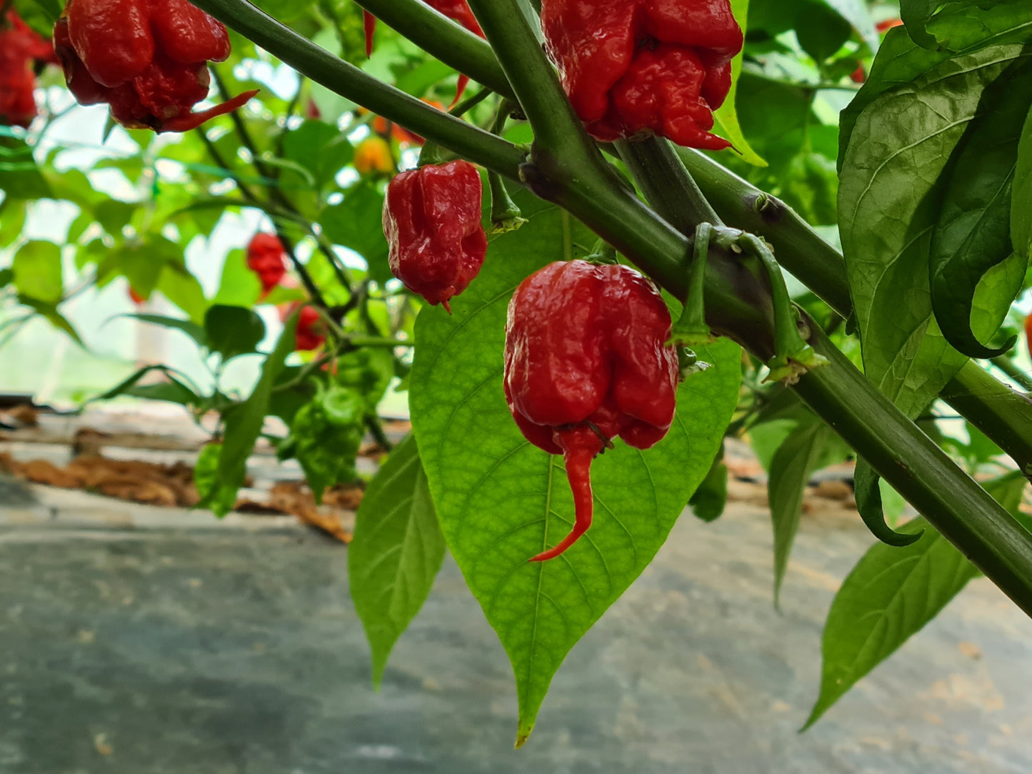 Carolina Reaper Chilli Seeds