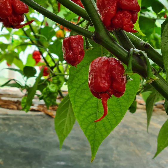 Carolina Reaper Chilli Seeds South Devon Chilli Farm