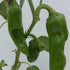 Guajillo 1 Litre Pot Plant - Pre-Order Now!