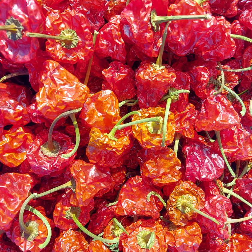 Dried Scotch Bonnet Chillies (Home Grown)