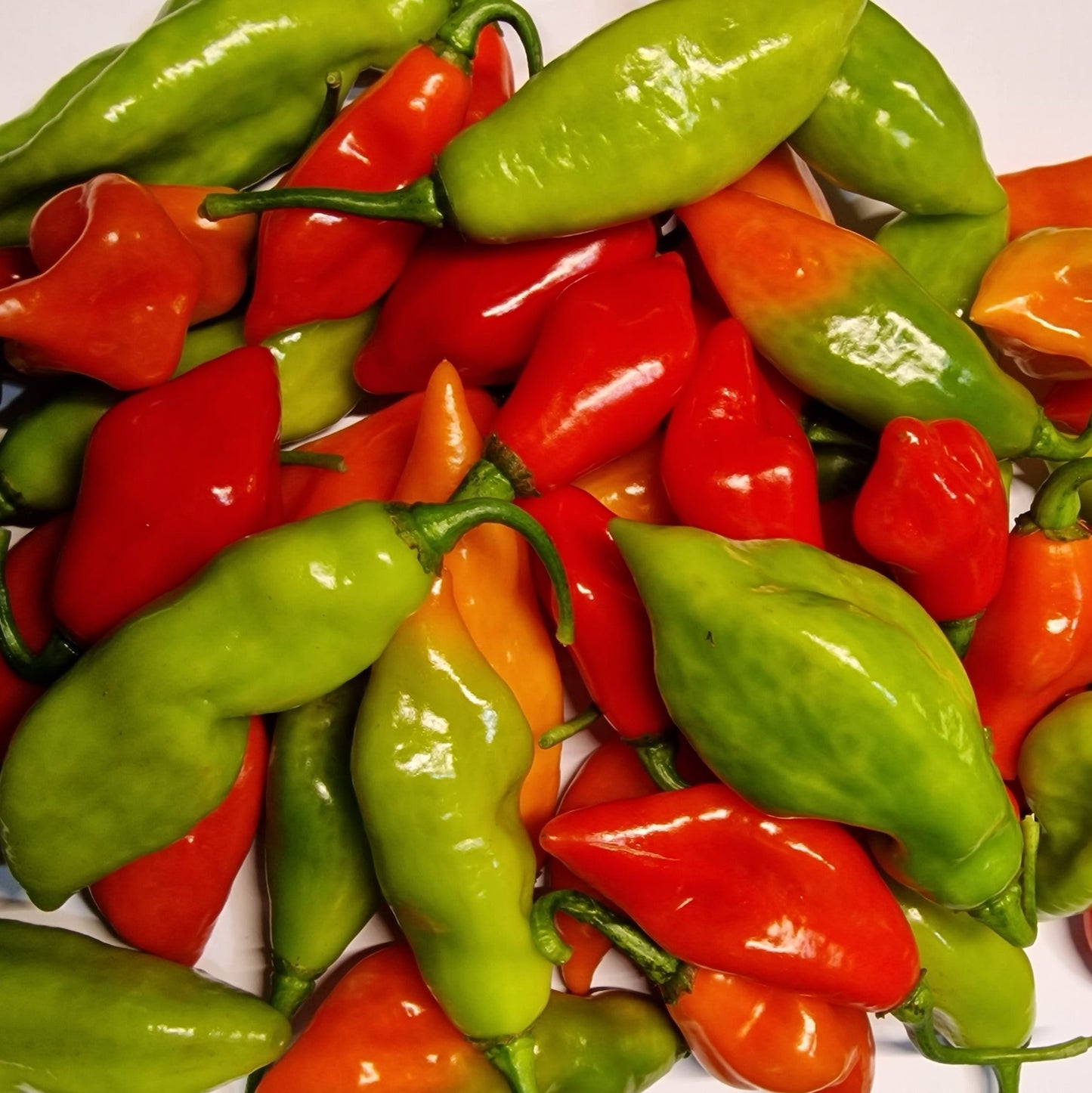trinidad pimento seasoning pepper