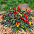 Prairie Fire 1 Litre Pot Plant (Pre-Order)