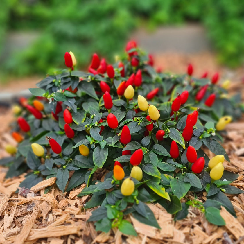 Prairie Fire 1 Litre Pot Plant (Pre-Order)