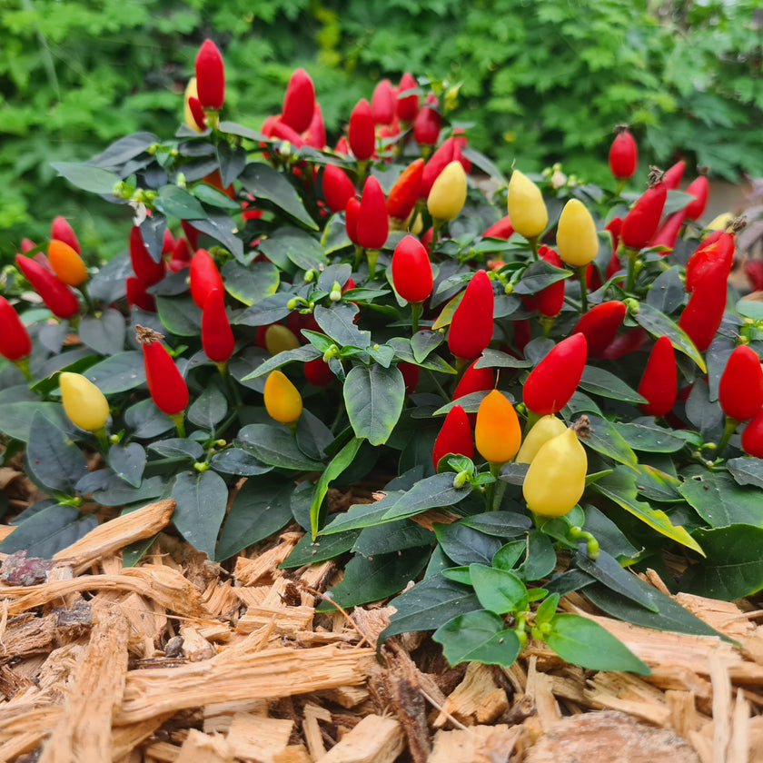 Prairie Fire Chilli Seeds