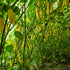 Fresh Aji Limon Chillies