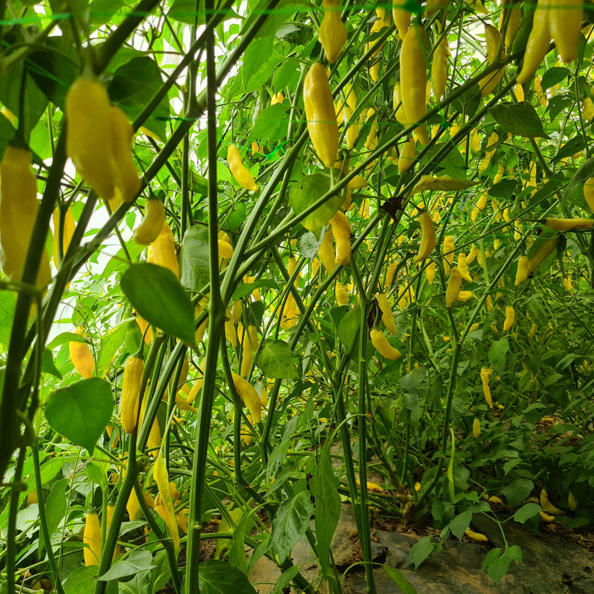Fresh Aji Limon Chillies