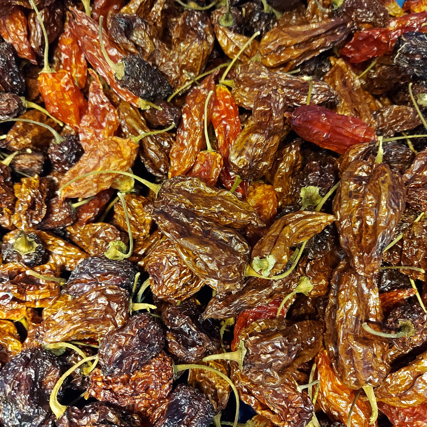 Dried Mixed Habanero Chillies (Home Grown)