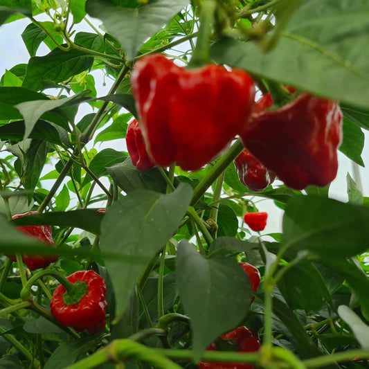 Fresh Scotch Bonnet (1kg)