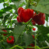 Grower's Choice Chilli Plant Trio - Pre-Order Now!