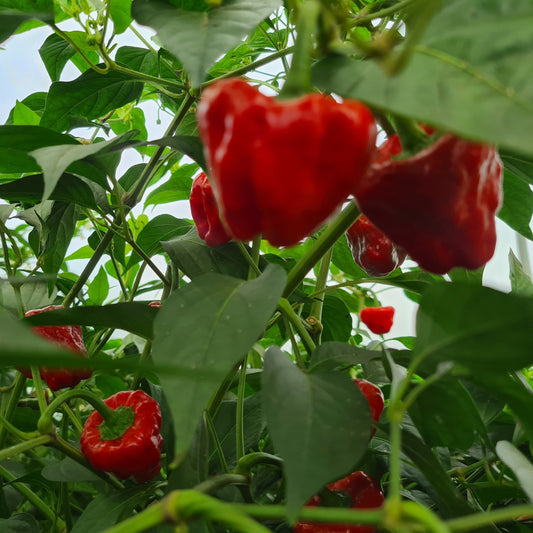 Fresh Scotch Bonnet Chillies (5 fruits)