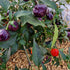 Purple Pumpkin Chilli Seeds