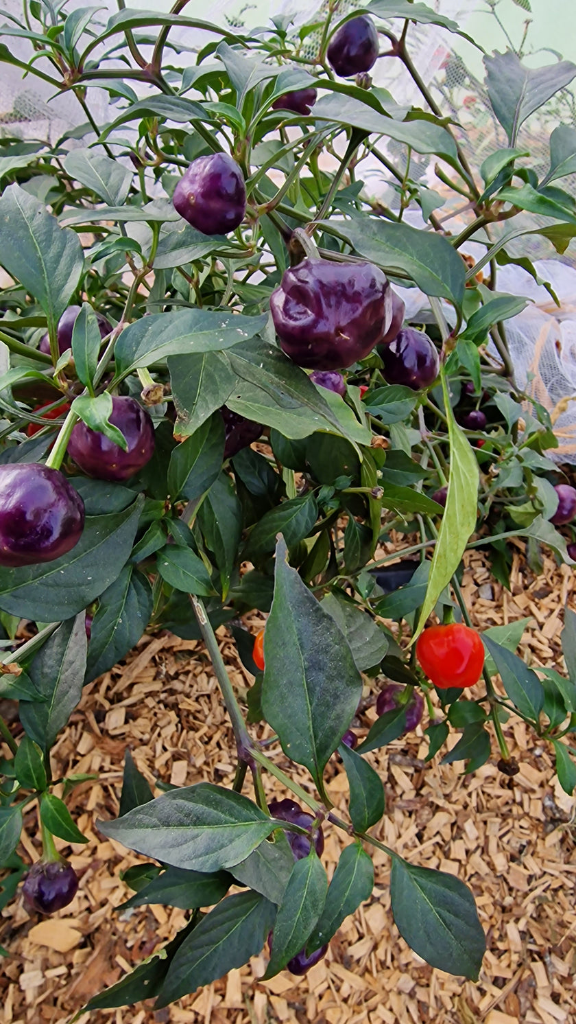 Purple Pumpkin Chilli Seeds
