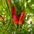 Fresh Indian Bullet Chillies (10 fruits)