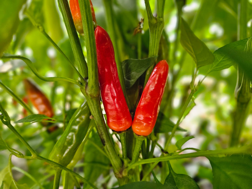 Fresh Indian Bullet Chillies (10 fruits)