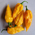 Fatalii 1 Litre Pot Plant - Pre-Order Now!
