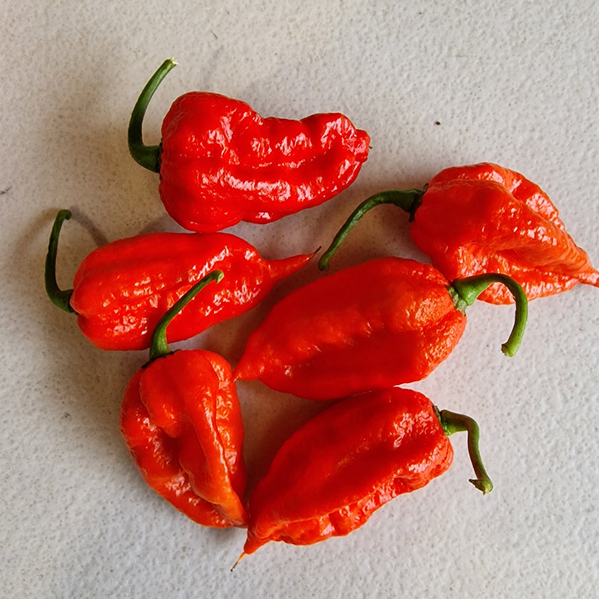 Dried Trinidad Scorpion Chillies (Home Grown)