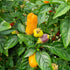 Loco Chilli Seeds