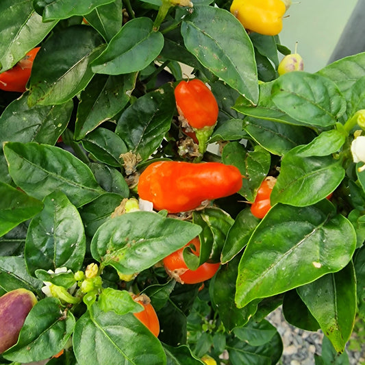 Loco Chilli Seeds