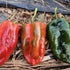 Dried Ancho Poblano (Homegrown)