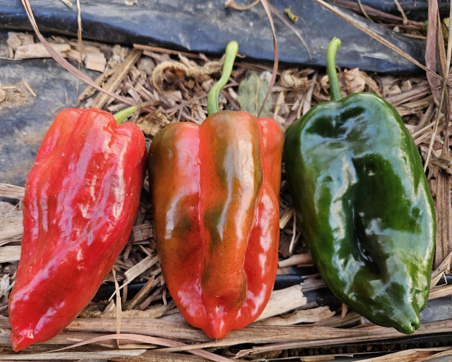 Dried Ancho Poblano (Homegrown)