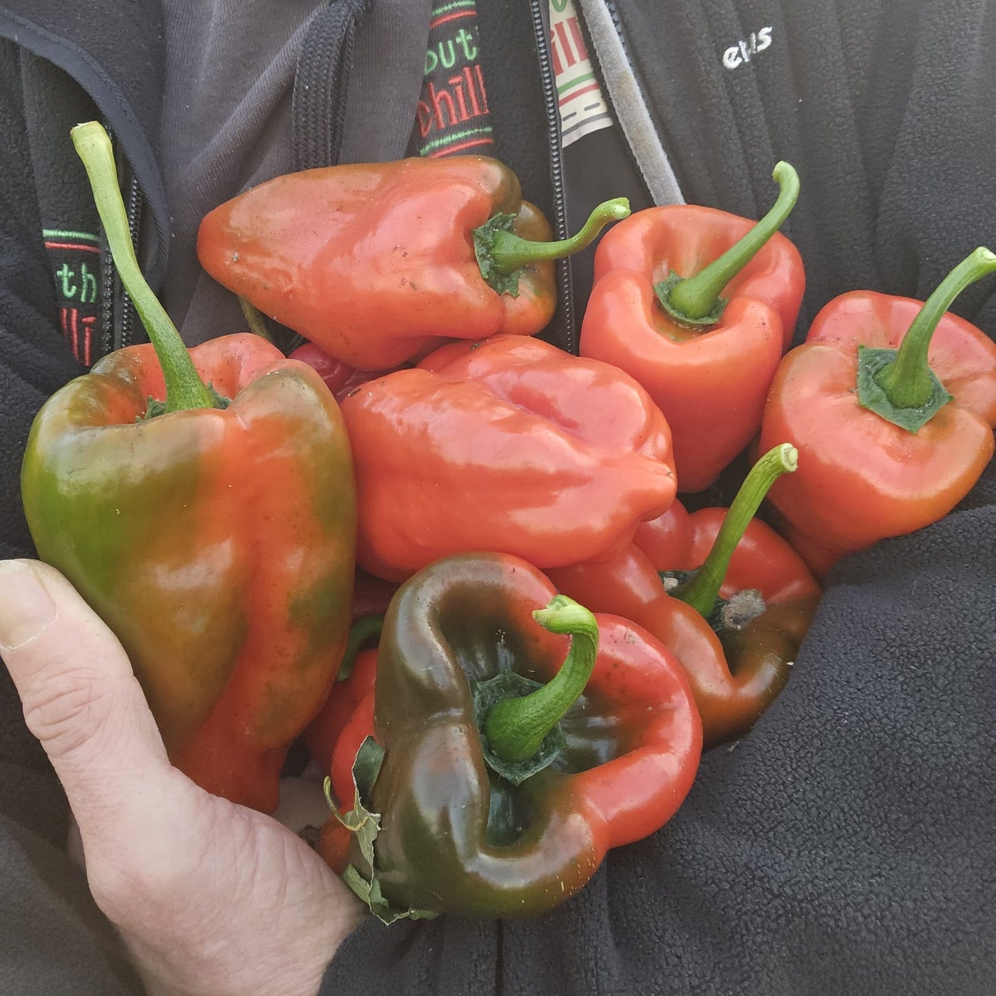 Dried Ancho Poblano (Homegrown)