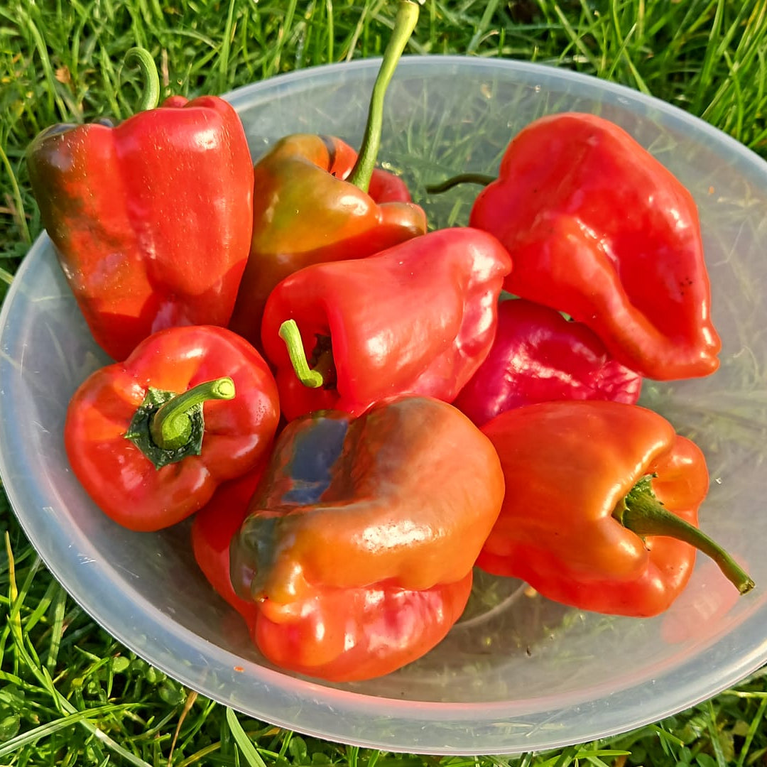 Dried Ancho Poblano (Homegrown)