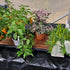 AutoPot Tray2Grow