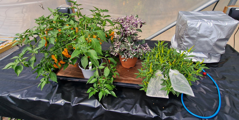 AutoPot Tray2Grow