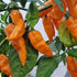 Fried Chicken 1 Litre Pot Plant (Pre-Order)