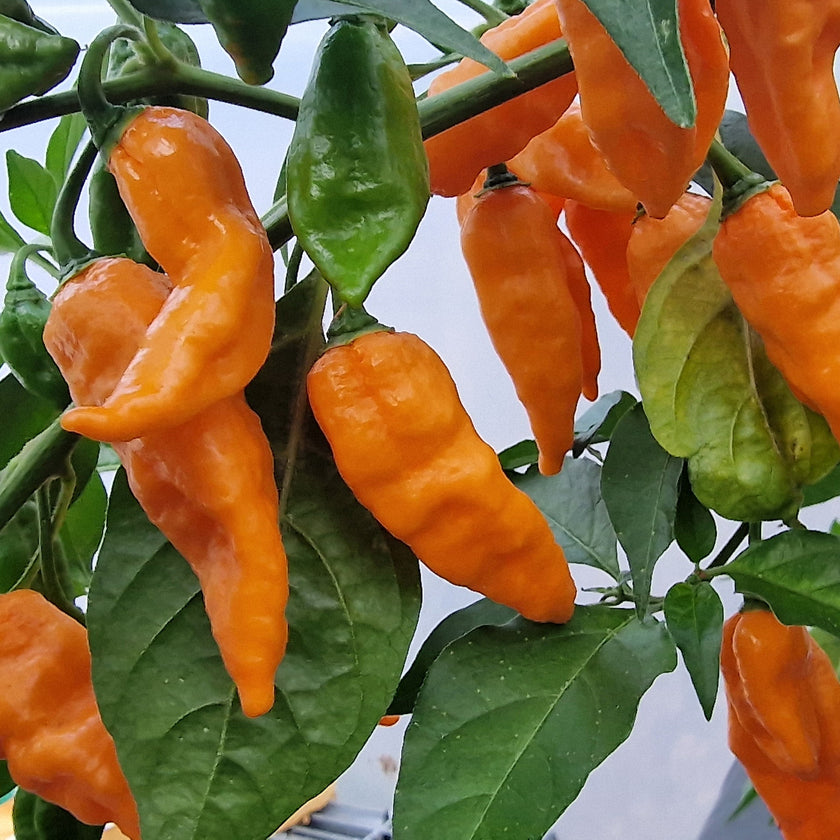 Fried Chicken 1 Litre Pot Plant (Pre-Order)
