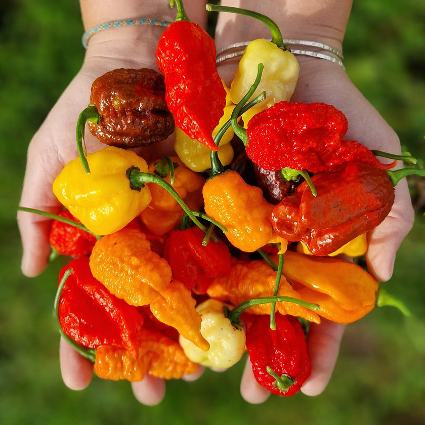 Superhot Lucky Dip Fresh Mixed Chillies